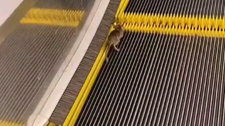 Mouse: This is so weird—I’ve been running for ages and I’m exhausted, but I still can’t make it up!