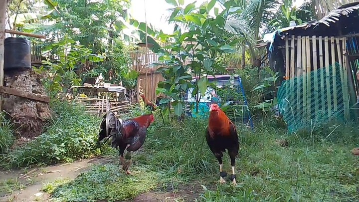 Action