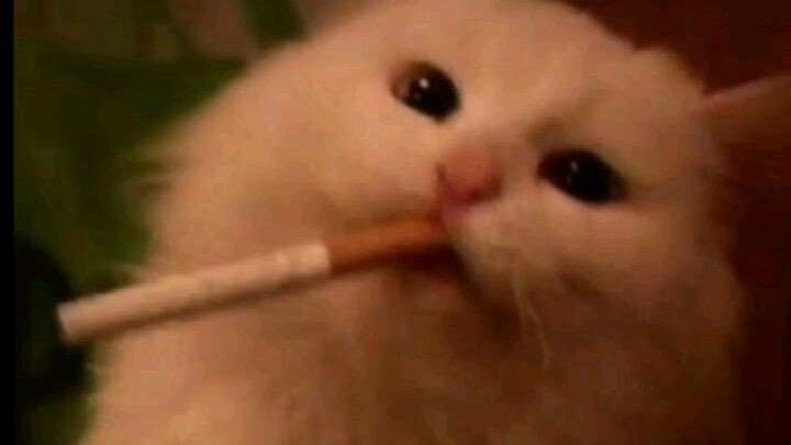 Follow tiktok aku gais @Sirap lim0 nnt ku follback