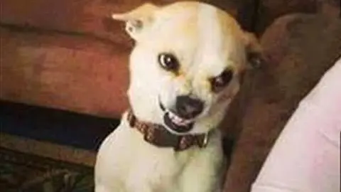 Funniest Animals 🐧 - Best Of The 2020 Funny Animal Videos 😁 - Cutest Animals Ever - Bilibili Funniest Animals 🐧 - Best Of The 2020 Funny Animal Videos 😁 - Cutest Animals Ever - Bilibili