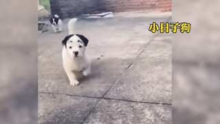 Don't judge a dog by its cover