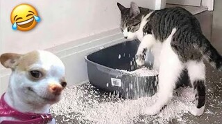 Funniest Cats And Dogs Videos 😁 - Best Funny Animal Videos 2024 🥰#22