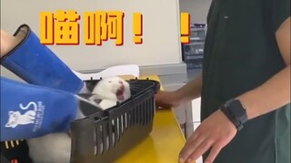 رغيف الخبز الأبيض يصدر دويًا حادًا وقويًا!!!