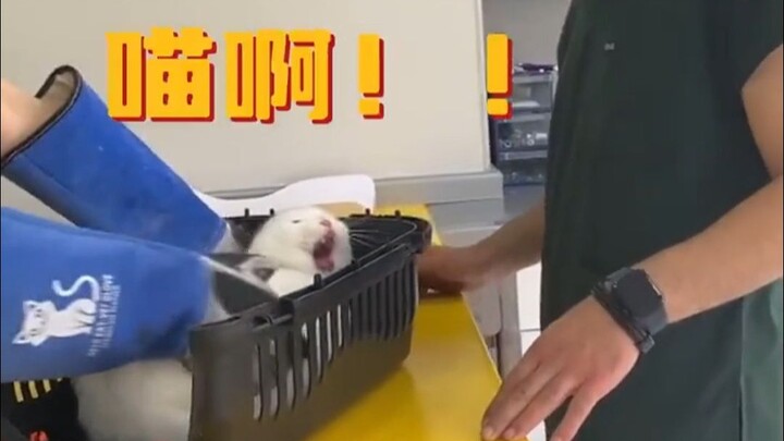 หมั่นโถวแป้งขาวส่งเสียงดังสนั่น!!!