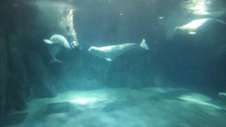 Penyelam bertemu dengan “sekelompok pengawal bawah air” di dalam laut