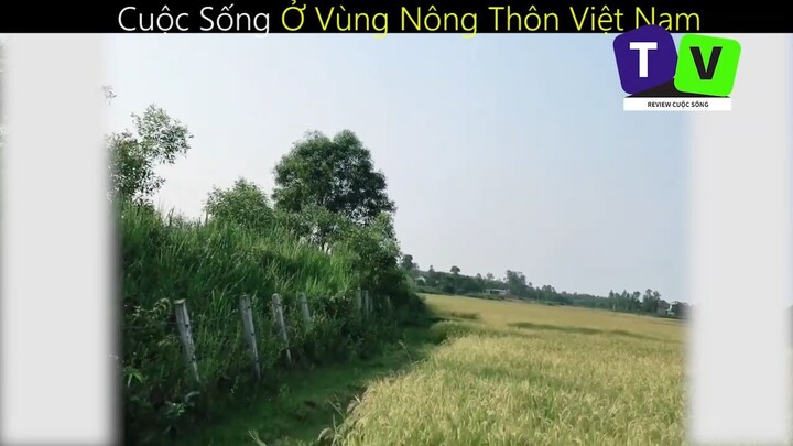 Cuộc Sống Ở Vùng Nông Thôn Việt Nam_phần 4