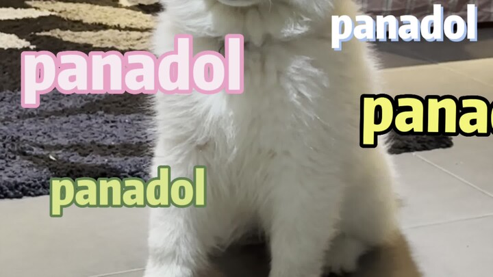 โอ้ยตายแล้ว! ทั้งสี่คนพากันบ้าคลั่งตะโกนเรียกชื่อองค์หญิงพร้อมกัน ทนไม่ไหวจริงๆ ทนไม่ไหว!