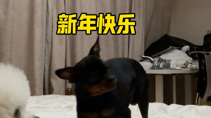 Pacar saya titipin anjingnya sama saya, saya mau ngajarin si Shou gou beberapa trik nih～ #anjing #pa