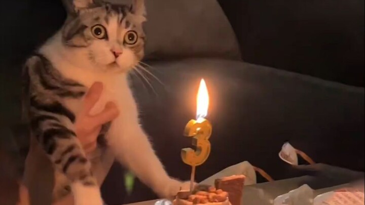 Mèo: Các người tốt nhất là phải có việc gì đó!!!