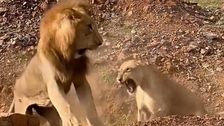 Pertama kali lihat ekspresi “panik dan bingung” di wajah singa #singa #singa jantan #hewan