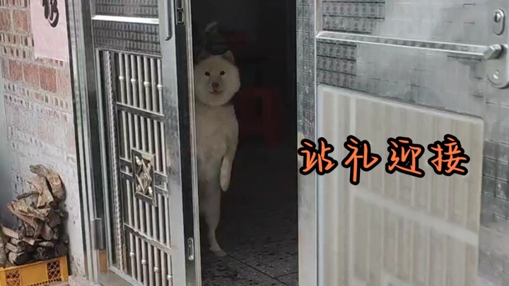 لم يعد إلى المنزل لمدة شهر، فقفز الكلب بفرح استقبالًا له!