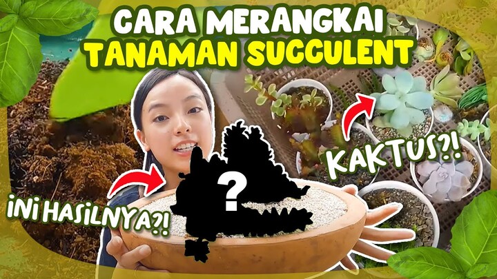 Step by Step Merangkai Tanaman Succulent dan Tips Cara Merawatnya