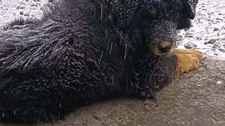 Homeless Tibetan Mastiff Asking for Help on a Snowy Day