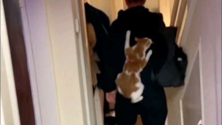 Born with a Natural Talent for Loving Cats