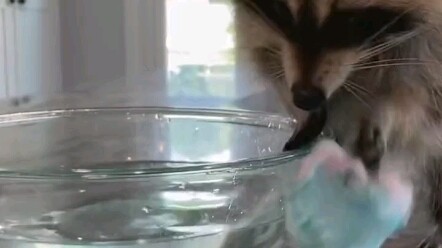 Anh bạn gấu mèo cứ mỗi lần ăn là lại rửa đồ bằng nước, cho đến một ngày thì nhân viên chăm sóc…