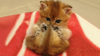 ลูกแมว: จับจิโอจิโอตัวน้อยของฉันให้แน่นๆ นะ! ฉันไม่ให้เธอกินหรอก!!!