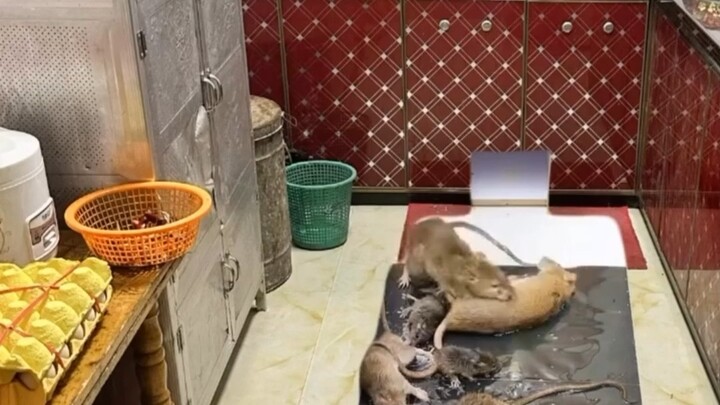 يا له من فأر مسكين (لا، هذه أول مرة أرى واحدًا بهذا الحجم الكبير)