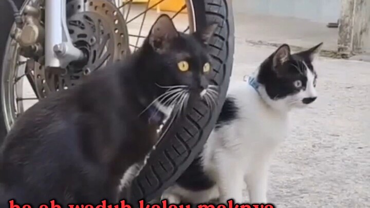KEJADIANNYA BEGITU CEPAT #kucing #kucinglucu #demikanimal #korveleon