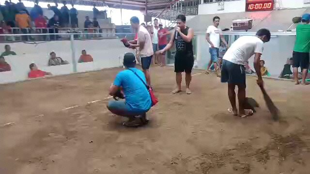 Jan 1 2025 2nd fight talo new  corella gallera