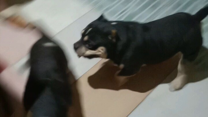 playtym#charlie#cerberus#furbabies