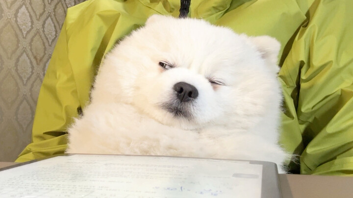 الدروس عبر الإنترنت تخدعني بضعف قدرتي العقلية