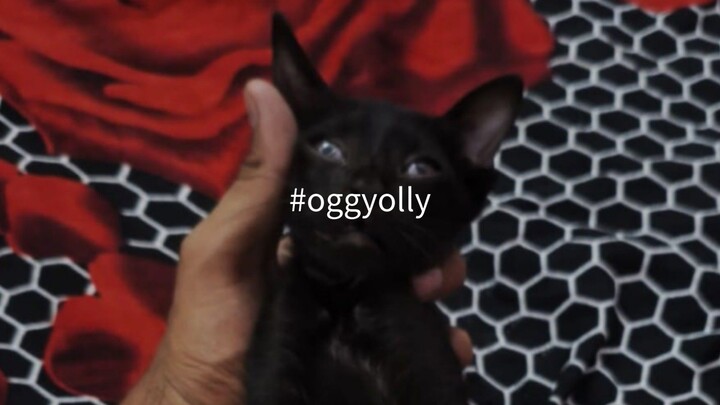 oggy olly ka pyar