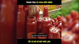 Quy trình sản xuất tương cà sẽ như thế nào | LT Review