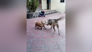 Tối ngày oánh nhau...cunyeucuadua yeucho yeuchomeo cún cúncon chó chómèo chócon chókhôn yeuchomeo chócute pet dog dogsoftiktok