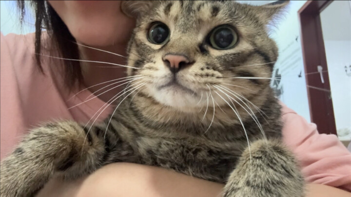 The clingy kitten picks up Mom from work every day; all the surveillance camera captures are blurry 