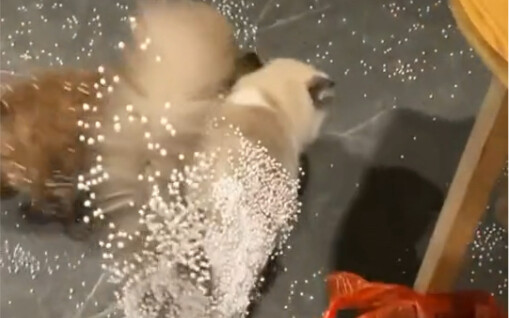 คืนนี้กินแมว