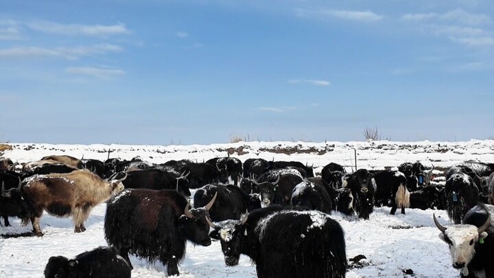 Tibetan herders eat tripe hot pot.