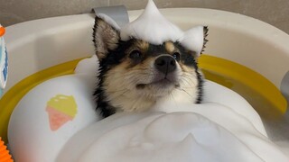 Manyu Spa Day~Mengapa ada anak anjing yang berperilaku baik?