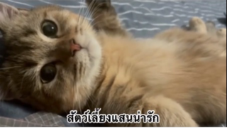 สัตว์เลี้ยงเพื่อนขนปุย : สัตว์เลี้ยงแสนน่ารัก