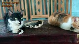 Drama Kucing Lucu - Komedi Jawa - Cocote Tonggo