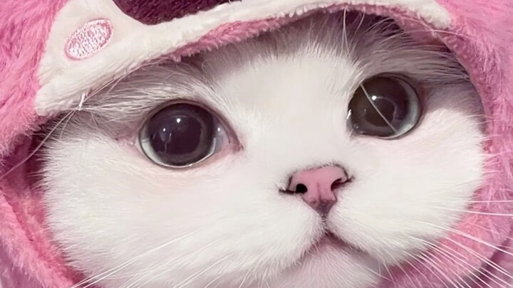 如何判断幼猫性格？