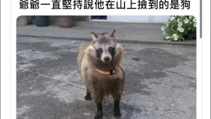 “”爷爷一直坚持说他在山上捡到的是狗”