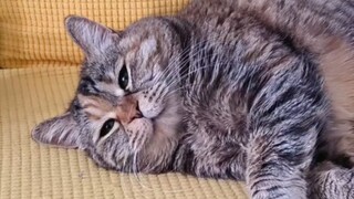 You're back? Well, I'll reluctantly get up and have a meal then!