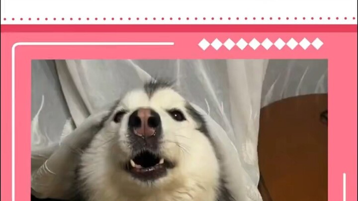 阿拉：妈妈我要憋不住了，你还笑我