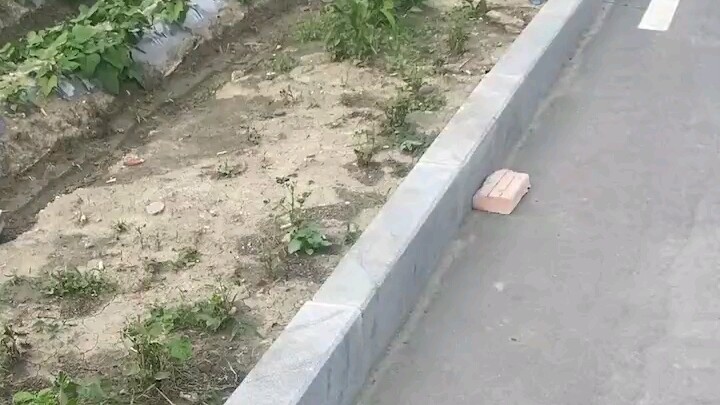 Chim: Tôi sinh ra dưới ngọn cờ đỏ!