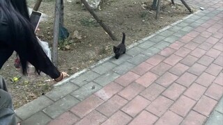 Anak kucingnya gratis belinya, tangan temenku gesit banget!