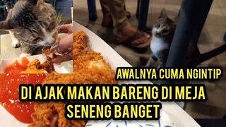 Kucing Minta Makan Seneng Banget Di Ajak Makan Bereng Di Mcdonald,s