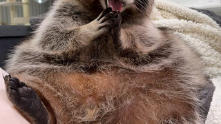 浣熊吃薯片#浣熊 每一帧都是表情包#可爱到爆炸💥