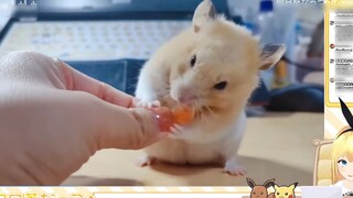Cute Japanese rats appeared! Japanese schoolgirls watched "Rat, I can eat shrimp without food"