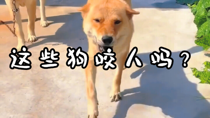 这些咬人的小狗狗你见过吗？