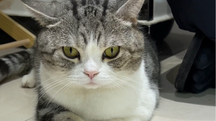 Baru tahu hari ini, sepertinya rumahku sedang dipantau oleh Taole 😆. Coba deh lihat kucing di rumahm