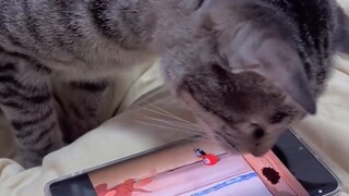 San San có vẻ như có thể phân biệt được ai là mèo và ai là chuột trong Tom và Jerry#TyphoonCat#Chú m
