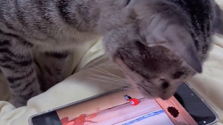 San San tampaknya dapat mengetahui siapa kucing dan siapa tikus di Tom dan Jerry#TyphoonCat#Kucing y