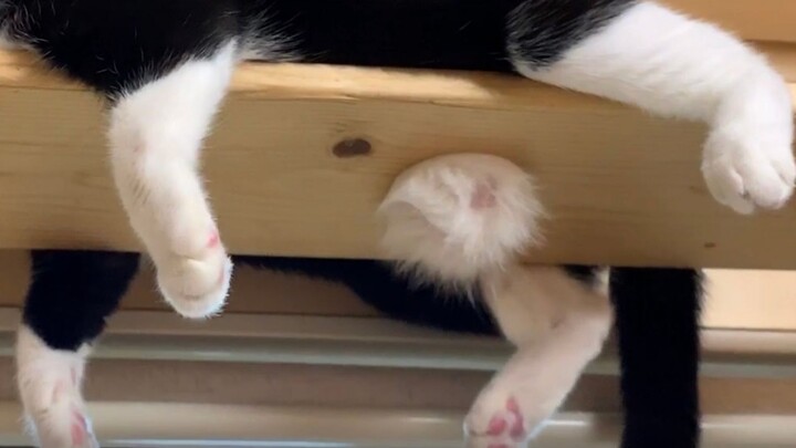Gia đình mèo Nhật Bản đạt hơn 300 triệu view trên Youtube tới rồi