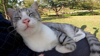 The stray cat was sitting on a bench, so he stood up when I sat next to him.