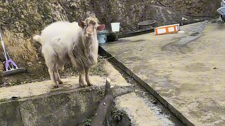 Animals that can understand human language—barrier-free communication between humans and animals is 